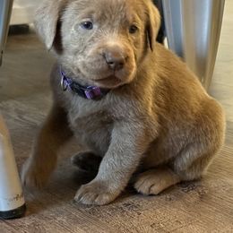 Silver Female- Purple - Silver female Dilute Retriever puppy in Marion, Illinois from Summer Lovin’ Labradors of Southern Illinois