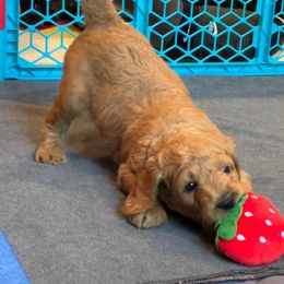 Goldendoodle Puppies from Lucky's Doodlez