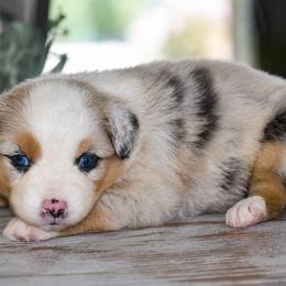 Cheyenne - Blue merle female Miniature Australian Shepherd puppy in Lowgap, North Carolina from Baileys Mini Aussies