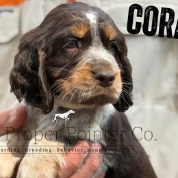 Coral - Tri-Roan female English Springer Spaniel puppy in Six Mile, South Carolina from The Proper Pointer Co.