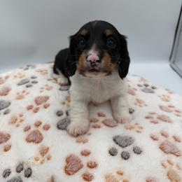 Frank - Piebald male Dachshund puppy in Chandler, Arizona from KCK9 Dachshunds