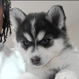 May.May - Pomsky puppy from 'Brick'House Couture Pomskies