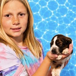 Hendrix - Tri-Roan male English Springer Spaniel puppy in Fort White, Florida from Thunderbird Springers