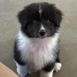 Hazer - Black & white male Australian Shepherd puppy in Coldwater, Mississippi from Pure Grit Aussies