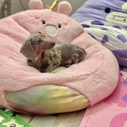 Gemma - Dachshund