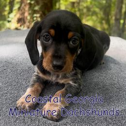 Show Stopper Black And Tan Boy - Black and tan male Dachshund puppy in Brunswick, Georgia from Coastal Georgia Miniature Dachshunds