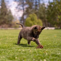 Dutch Shepherd and German Shepherd Puppies from Schäfers Weg Shepherds