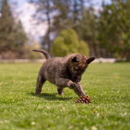 Dutch Shepherd and German Shepherd Puppies from Schäfers Weg Shepherds