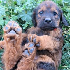 Mr Pumpkin - Double Doodle puppy in Kanarraville, Utah from Mary's Crazy Double Doodle Doggies