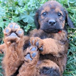 Mr Pumpkin - Double Doodle puppy in Kanarraville, Utah from Mary's Crazy Double Doodle Doggies