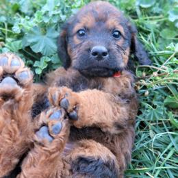 Mr Pumpkin - Double Doodle puppy in Kanarraville, Utah from Mary's Crazy Double Doodle Doggies