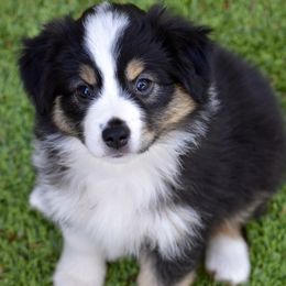 Australian Shepherd and Miniature American Shepherd Puppies from Bright Heart Aussies & Miniature American Shepherds