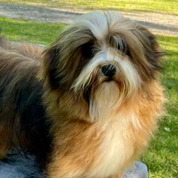 Maui - Havanese