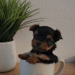 Yorkshire Terrier Puppies from Pretty Li'l Yorkies