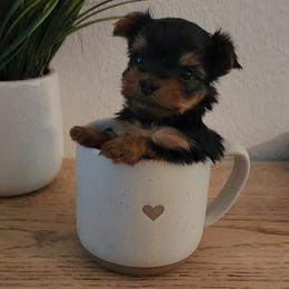 Yorkshire Terrier Puppies from Pretty Li'l Yorkies