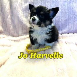 Jo Harvelle (Fluffy) - Black and tan female Pembroke Welsh Corgi puppy in Olathe, Colorado from Rocking LJ Breeding