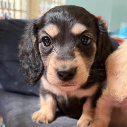 Lucy - Black and cream female Dachshund puppy in Cattaraugus County, New York from H&C’s Dachshunds and Retrievers
