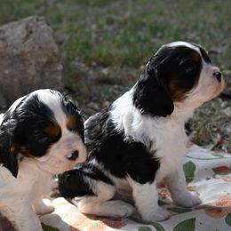 Cavalier King Charles Spaniel Puppies from Critter's Cottage Cavaliers