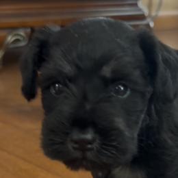 Mimic - Black and silver female Miniature Schnauzer puppy in Port Orange, Florida from Blue Ribbon Schnauzers