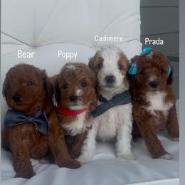Goldendoodle Puppies from The Doodle House