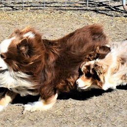 Miniature American Shepherds and Miniature Australian Shepherds from War Eagle Kennel