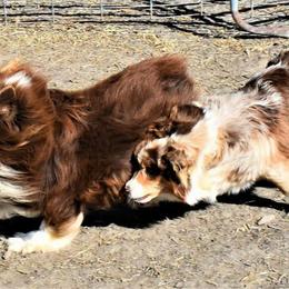 Miniature American Shepherds and Miniature Australian Shepherds from War Eagle Kennel