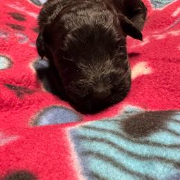 Male 1 - Black male Giant Schnauzer puppy in Pearland, Texas from K & S Schnauzers