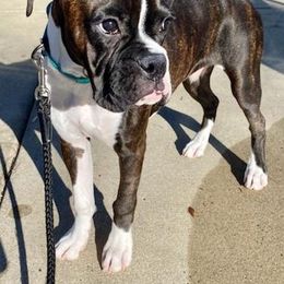 Boxer Puppies from Winchester Boxers