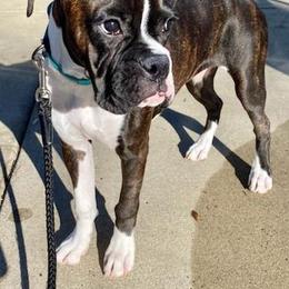 Boxer Puppies from Winchester Boxers