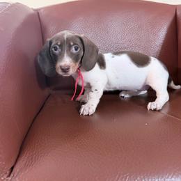 Cherry Pie red collar - Piebald female Dachshund puppy in Bremen, Georgia from Jones Royal Kennels / Jones Miniature Dachshunds