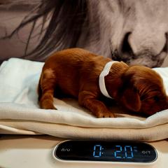 Irish Setter and Labrador Retriever Puppies from Down setters and labs