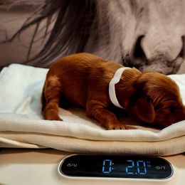 Irish Setter and Labrador Retriever Puppies from Down setters and labs