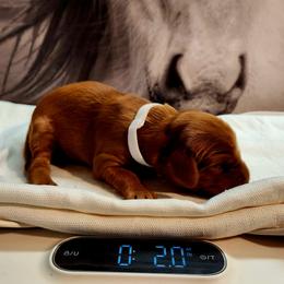 Irish Setter and Labrador Retriever Puppies from Down setters and labs