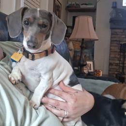 Lucy - Dachshund