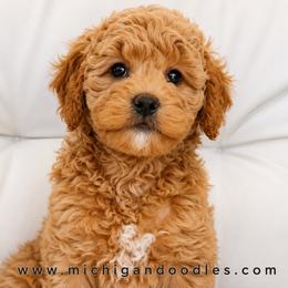 Kendra - Apricot female Goldendoodle puppy in Swartz Creek, Michigan from Michigan Doodles
