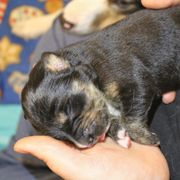 Border Collie, Golden Retriever, and Sporty Mix Puppies from Kreger's K9s