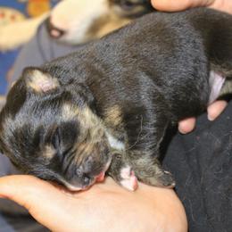 Border Collie, Golden Retriever, and Sporty Mix Puppies from Kreger's K9s