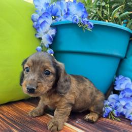 Oscar - Dapple male Dachshund puppy in Florence, Arizona from Doxie Town Az