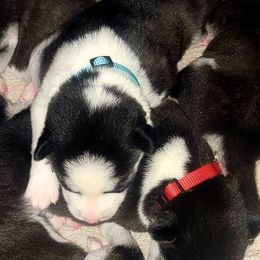 Siberian Huskies from Michelle Gonzales
