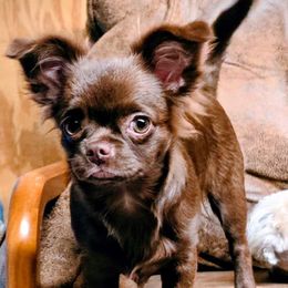 Tootsie - Chihuahua