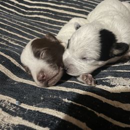 Australian Cattle Dog Puppies from Twisted C Heelers