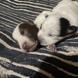 Australian Cattle Dog Puppies from Twisted C Heelers