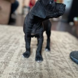 Great Dane Puppies from James Danes
