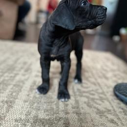 Great Dane Puppies from James Danes