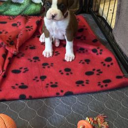 Purple - Fawn female Boxer puppy in Evington, Virginia from Boxer Tails
