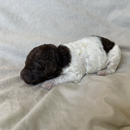 Skye - Brown female Lagotto Romagnolo puppy in Minster, Ohio from 1880 Lagotto