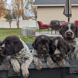 Wirehaired Pointing Griffon puppies from Mountain River Griffons