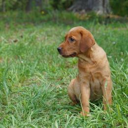 Lainey- light blue collar - Yellow female Labrador Retriever puppy in Archer Lodge, North Carolina from Archer Lodge Labradors