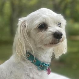 Mia - Maltese