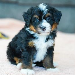 Rozzy - Tri-color female Bernedoodle puppy in Dundee, Ohio from Down Home Doodle